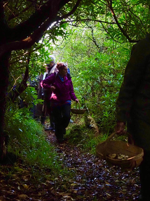 into the forest