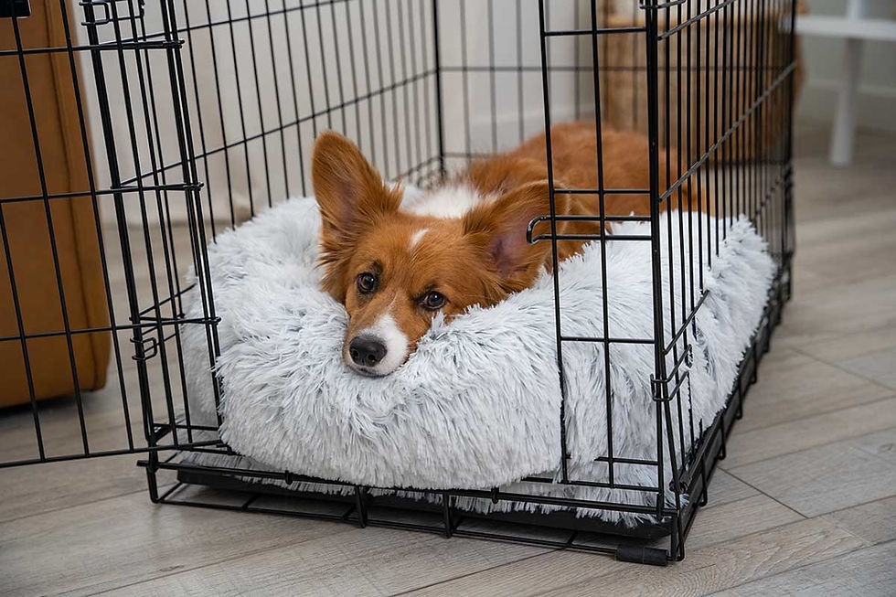 BFBS_Crate-Mat-with-Bolster-94.jpg