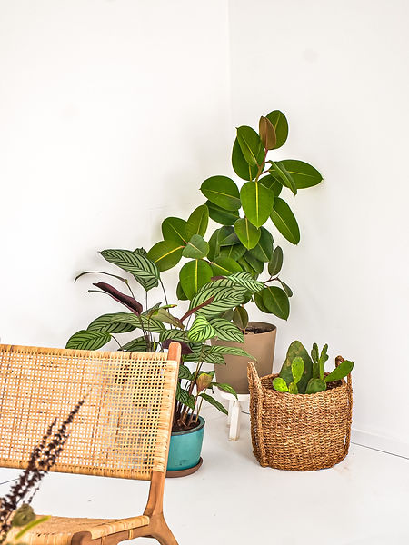 Vegetal Design Bureau