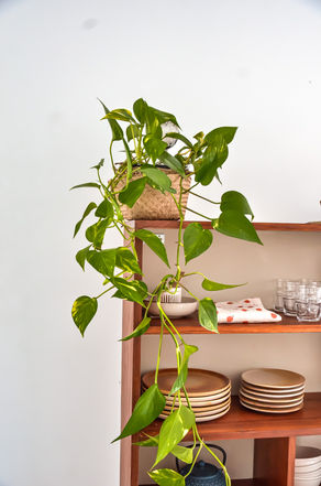 Végétalisation cuisine 