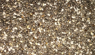 chia pinta mexicana