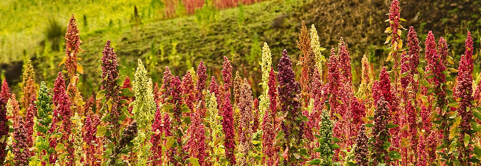 Venta al por mayor de Quinoa blanca, roja y negra | Sechiamente |