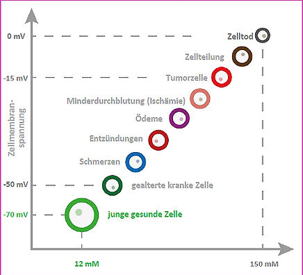 zellmembranspannungsmodell