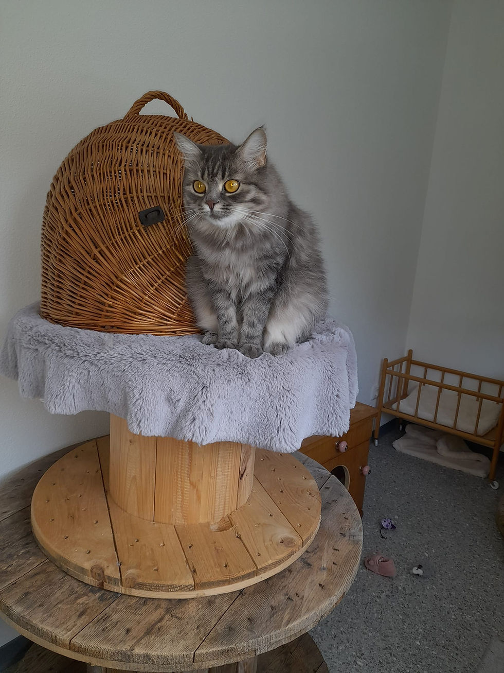 455014716_2481935758684276_4178152311229195467_n