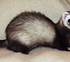 Ferret