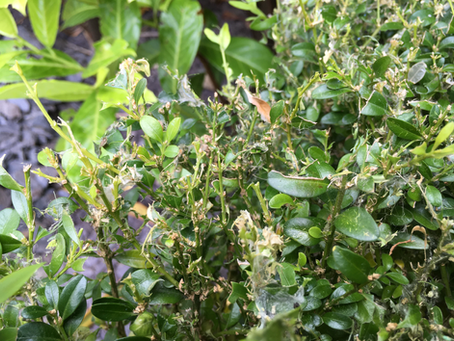 Scourge of the Box Tree Caterpillar