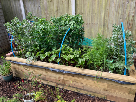 'Grow your own' in the comfort of your own garden......