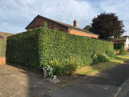 Now is the last opportunity to trim hedges for this season....