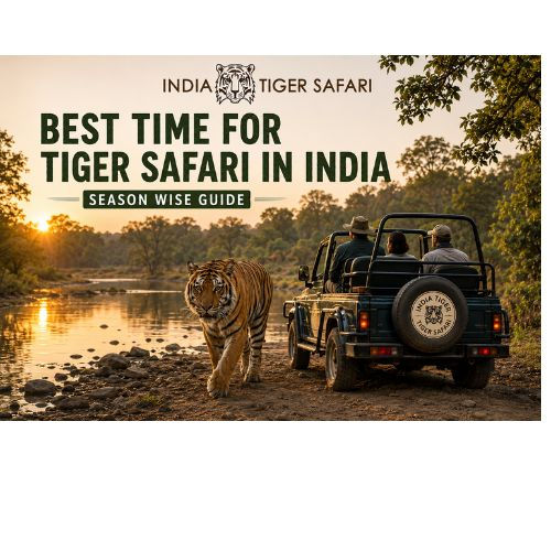 Best Time for Tiger Safari in India – Season Wise Guide
