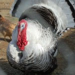 Thumbnail: Fresh Pastured Heritage Turkey