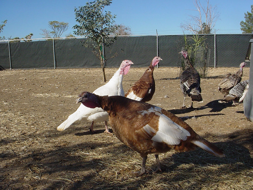 Thumbnail: Fresh Pastured Heritage Turkey