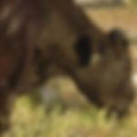 Grazing Heifer