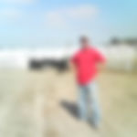 Loading/Hauling Cattle
