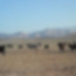 Cattle Range