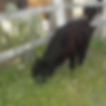 Heritage Cattle