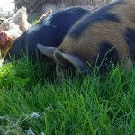 Thumbnail: Ranch Pork Basket 45 Pounds