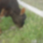 Grass Fed Cow