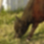 Grass-Fed, Pastured Cattle