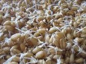 Unlocking the Benefits: Soaking, Culturing, and Cooking Rice for Optimal Nutrition