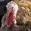 Thumbnail: Fresh Pastured Heritage Turkey