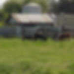 Pastured Cattle