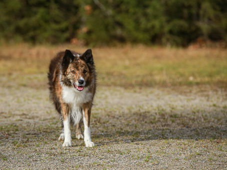 Rally-toko-koe 28.11.2026