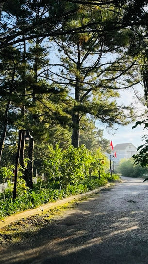 Pine-lined walking path inside Dalat Train Village
