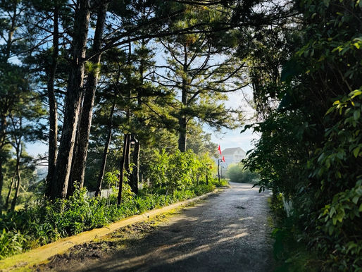 Pine-lined walking path inside Dalat Train Village