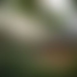 Morning light over Túi Mơ To Café with leafy branches in the foreground and a cozy garden seating area below.