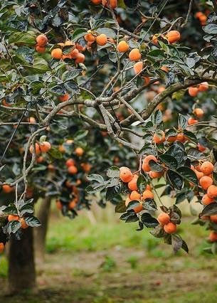 Ripe orange persimmons hanging from trees in a Dalat garden during persimmon season.