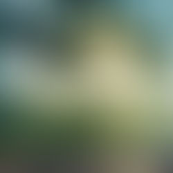 Morning sunlight filtering through pine trees along a quiet countryside road in Dalat