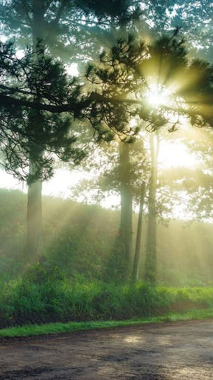 Morning sunlight filtering through pine trees along a quiet countryside road in Dalat