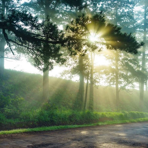 Morning sunlight filtering through pine trees along a quiet countryside road in Dalat