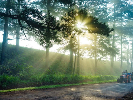 Morning sunlight filtering through pine trees along a quiet countryside road in Dalat
