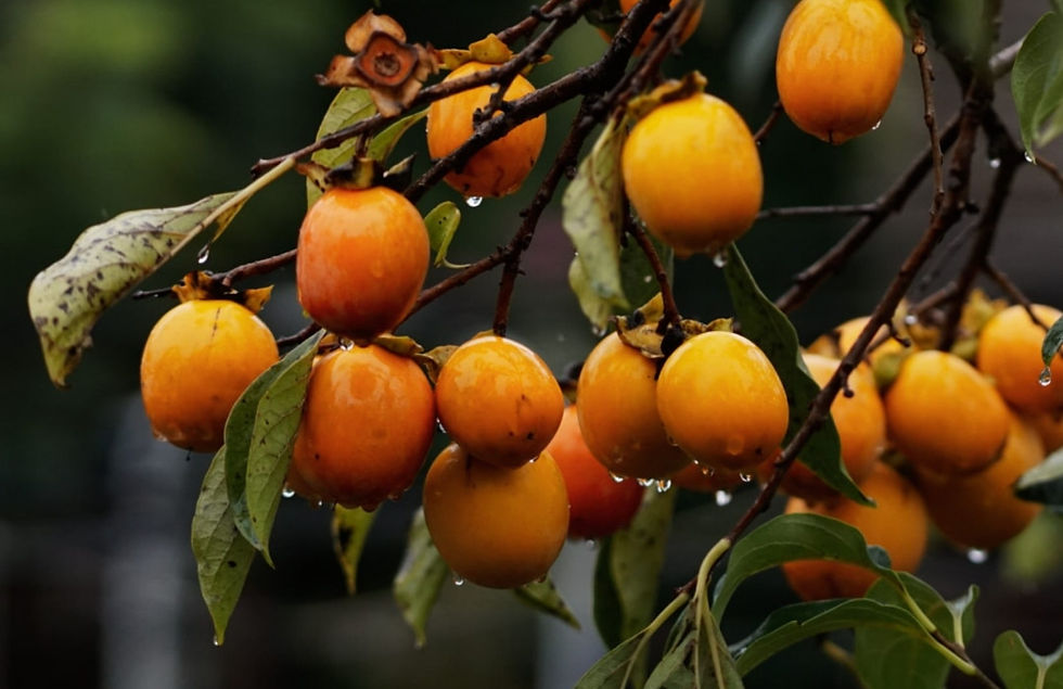 Ripe Dalat persimmons with raindrops on their skin and leaves after light autumn rain.