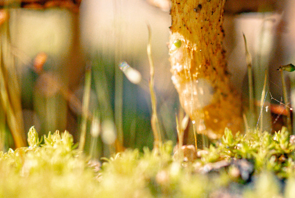 Best Macro Fine Art Photo Printing