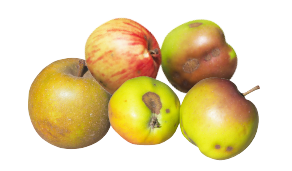 aepfel_gesund.png