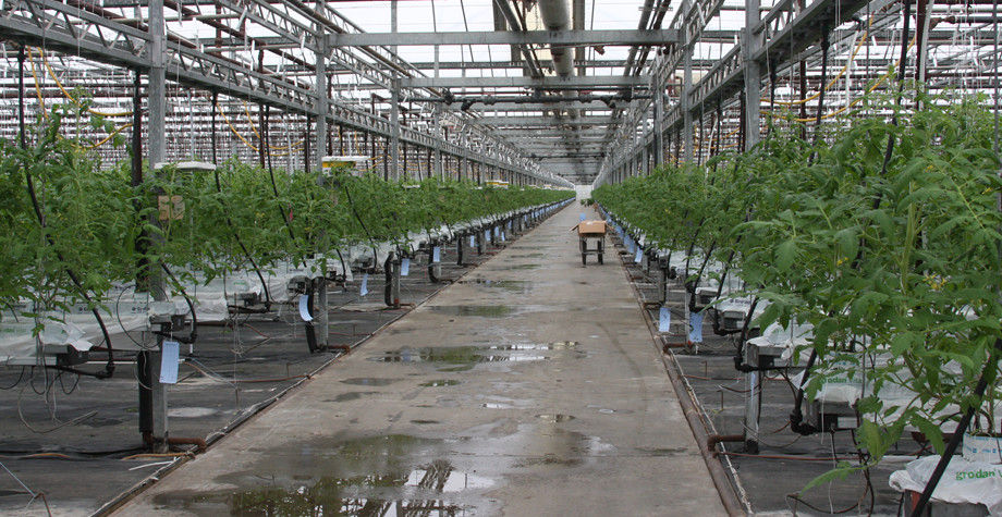 温室西红柿种植