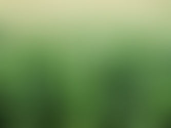 Setor de carnes do Brasil quer isenção de imposto para importar milho