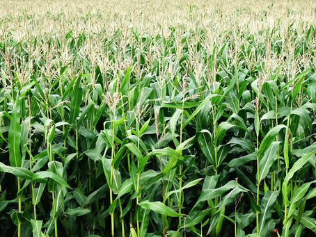 Setor de carnes do Brasil quer isenção de imposto para importar milho