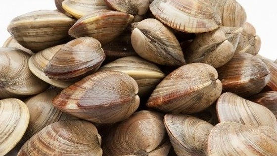 Clam