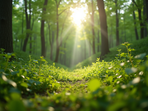 Sustainable Travel: How V&T Tours Protects the Environment