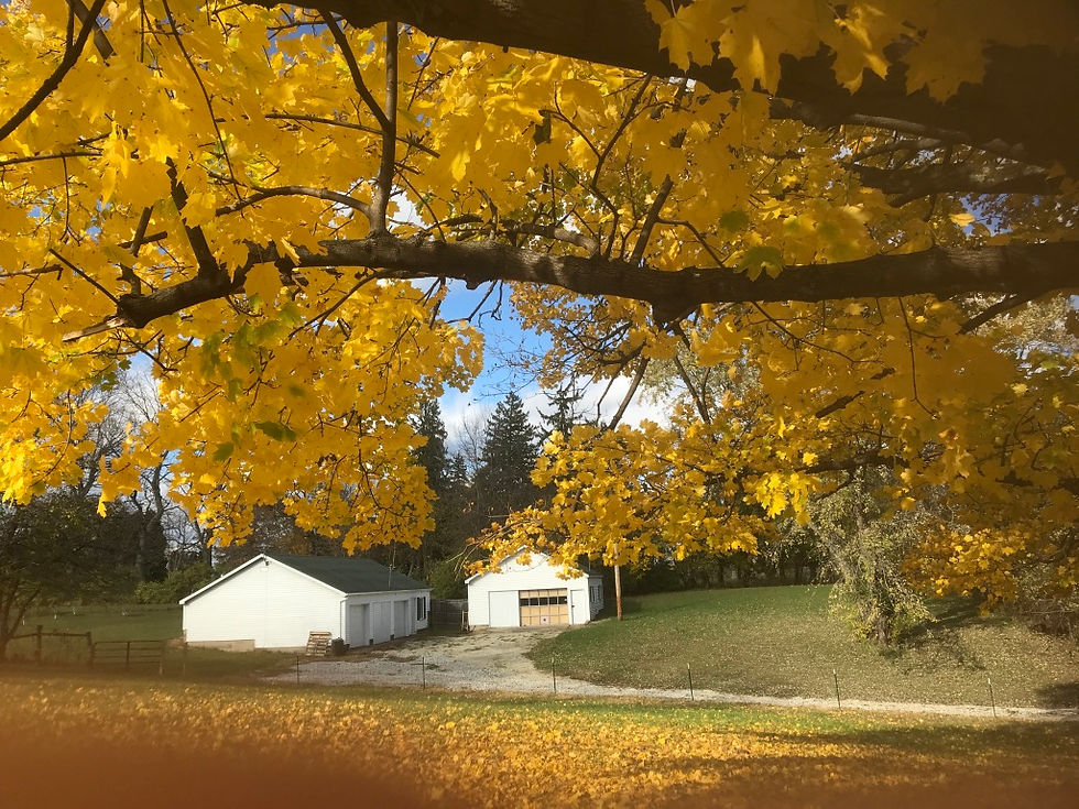 Autumn leaves and my studio