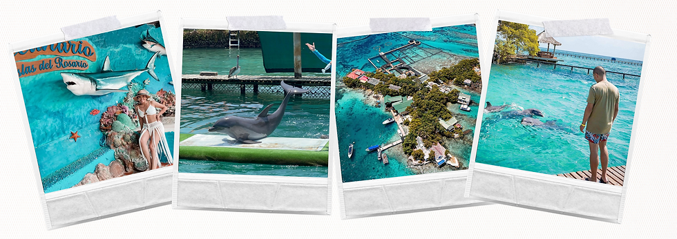 Delfines saltando sobre el agua en el Oceanario de las Islas del Rosario con el mar Caribe de fondo.