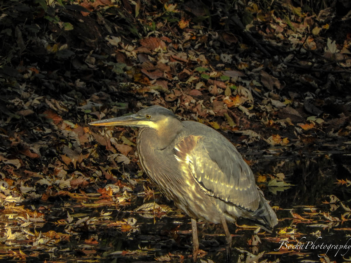 Great Blue Heron