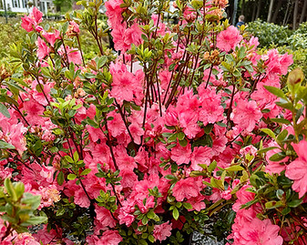 azaleas.jpg