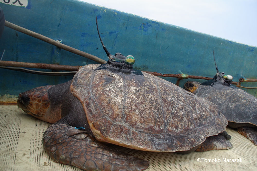 サイエンスカフェ ウミガメ回 サイエンスカフェ ウミガメ回
