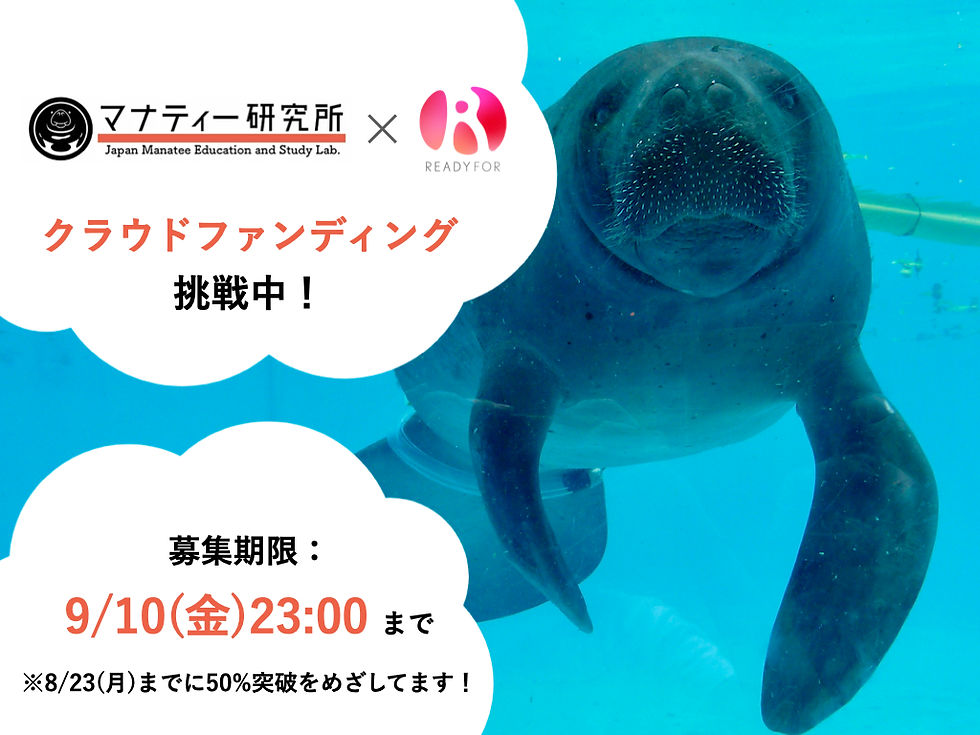 後半戦！アフリカマナティー保全クラウドファンディング