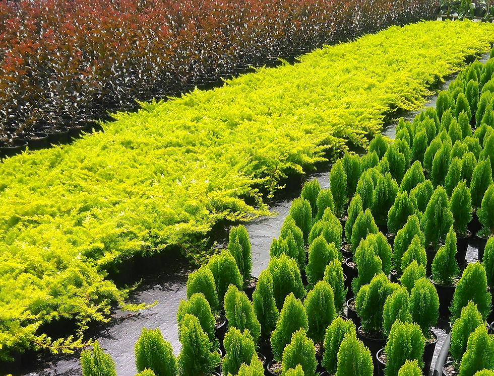 Thuja morgan_edited