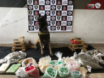 Com ajuda do cão Bart, PM apreende 34 quilos de droga na Brasilândia